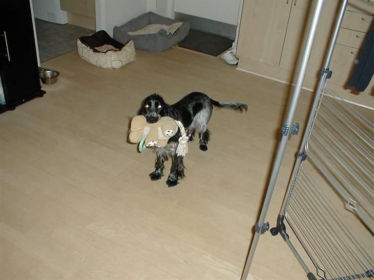 Cocker spaniel Chianti (Fisen) R.I.P - Det her er min ynglingsbamse... Den er ved at falde fra hinanden og Mor har købte en ny magen til... meeeen den er altså ikke lige så go billede 16