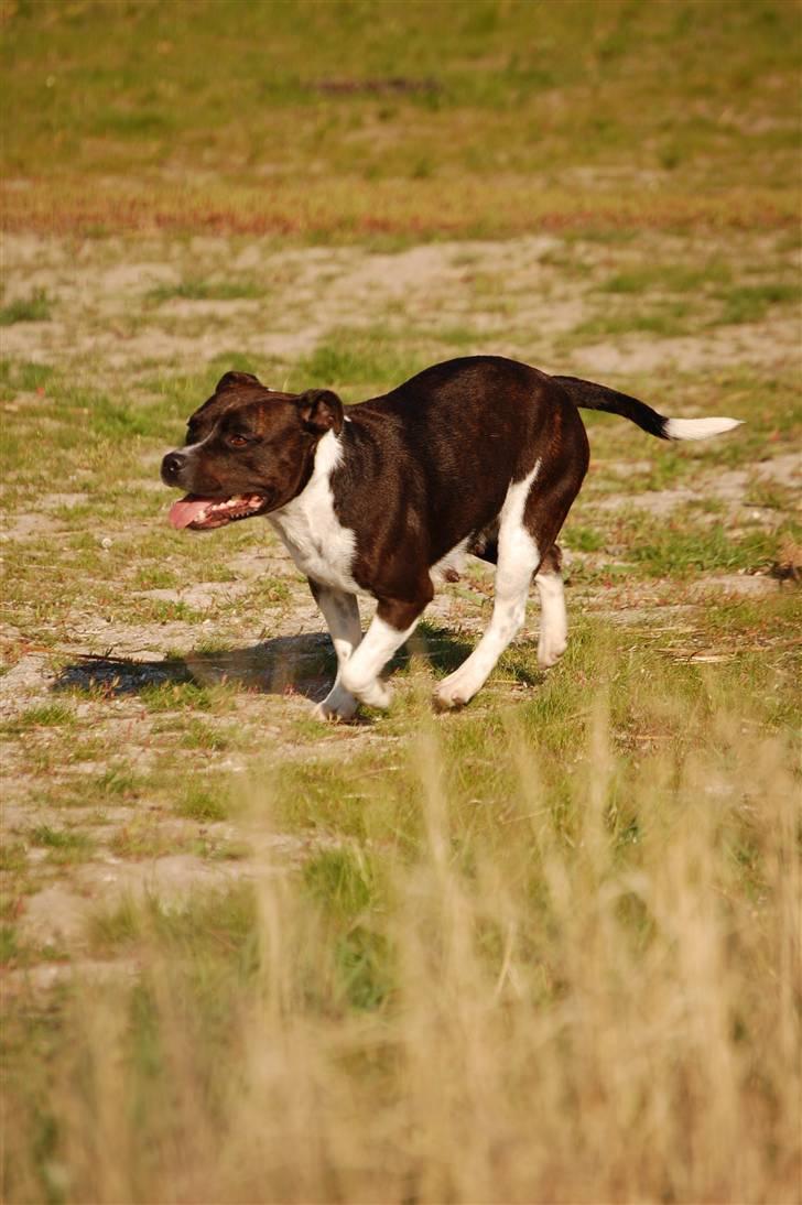 Staffordshire bull terrier Westlund Vega billede 8
