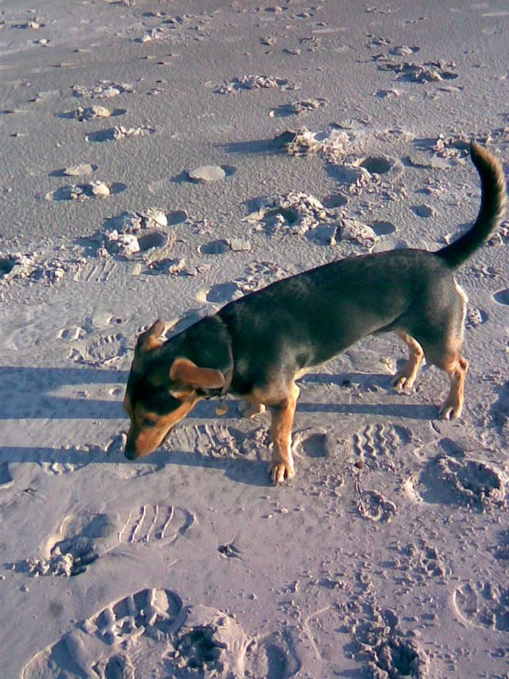Blanding af racer Sofus - Det er nu hyggeligt på stranden billede 1