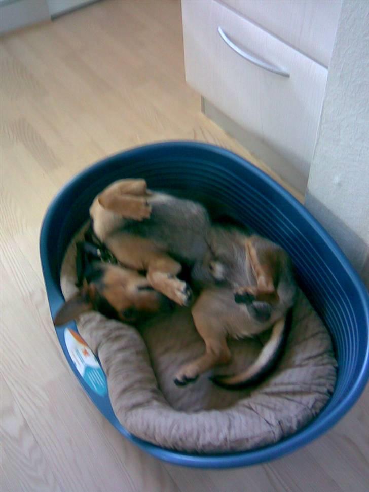 Blanding af racer Sofus - Der er altid plads til en lille "Morfar" billede 2