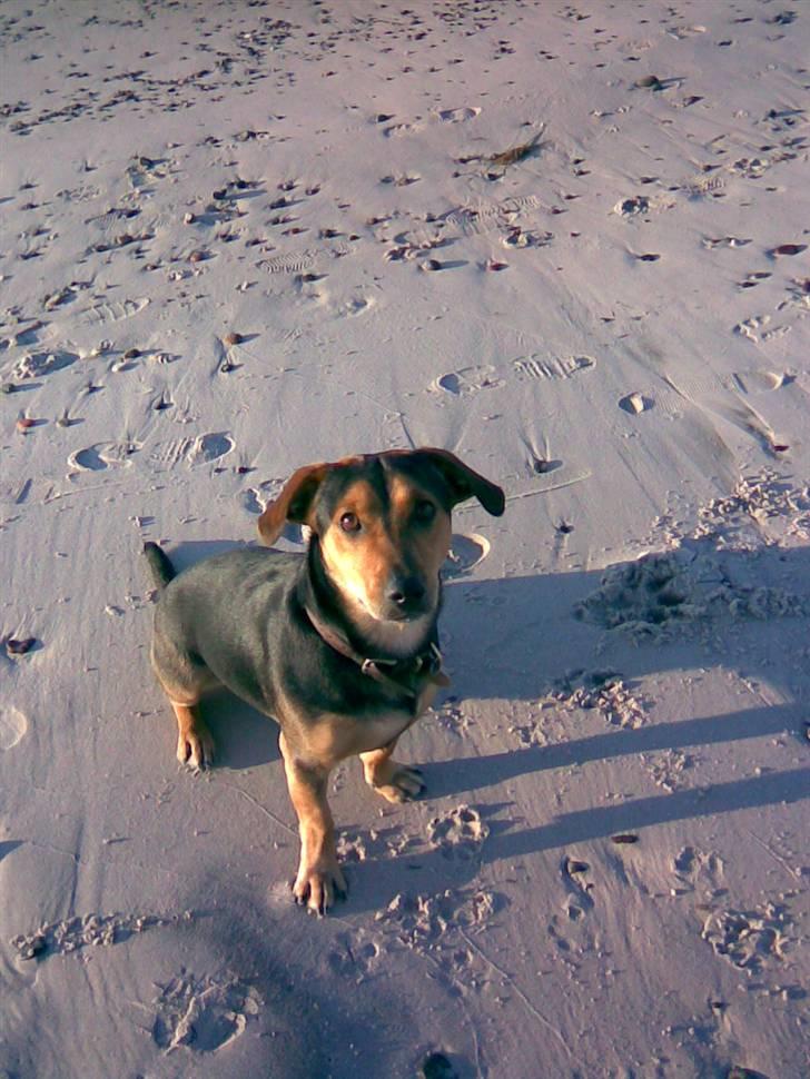 Blanding af racer Sofus - Giver du ikke nok en bette kiks billede 3