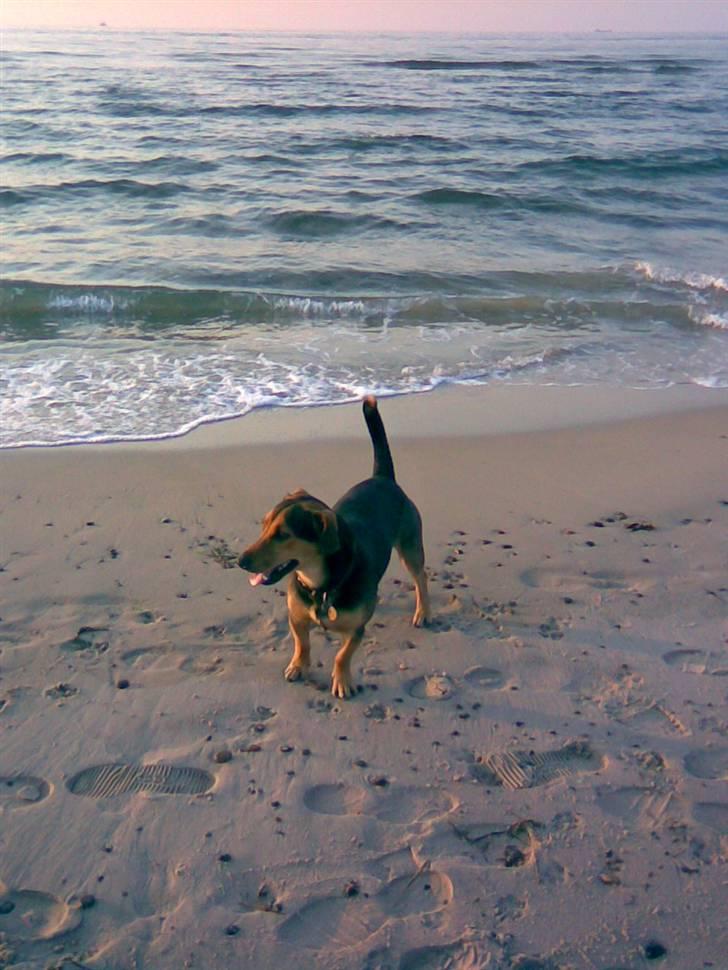 Blanding af racer Sofus - Det ser spændene ud billede 4