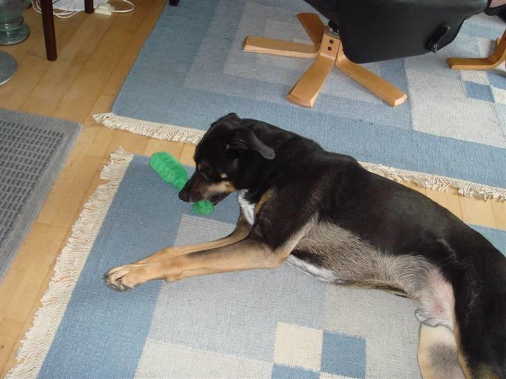 Blanding af racer Baloo billede 4