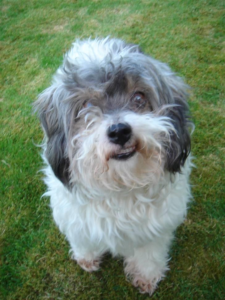 Tibetansk terrier Mille *død* - 14. Maj 2008 En tur i haven. billede 20