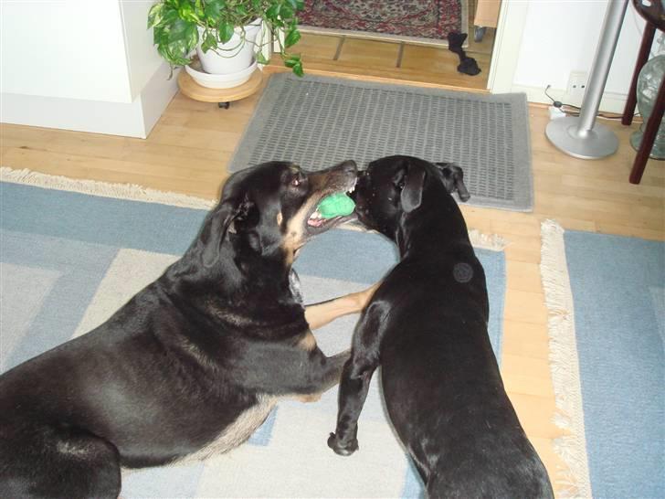 Blanding af racer Baloo - Det er altså min! billede 7