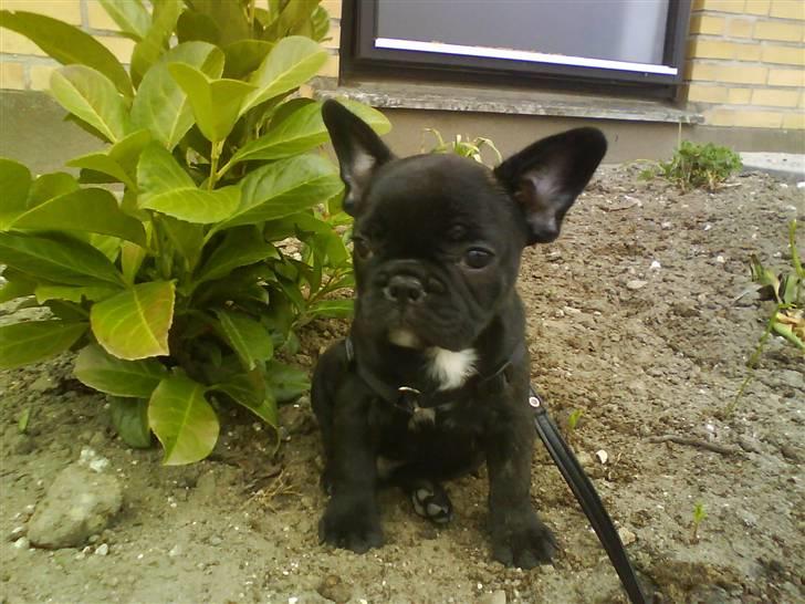 Fransk bulldog Albert *RIP* billede 1