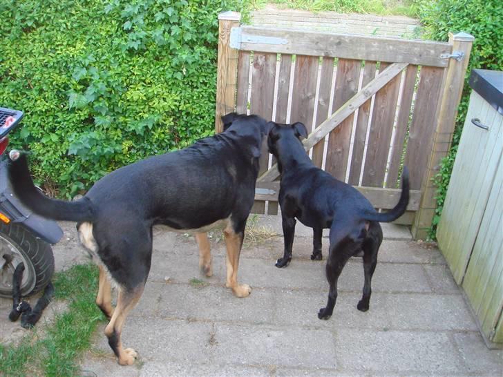 Blanding af racer Baloo - Der kommer helt sikkert nogen! Jeg ved det bare! billede 8