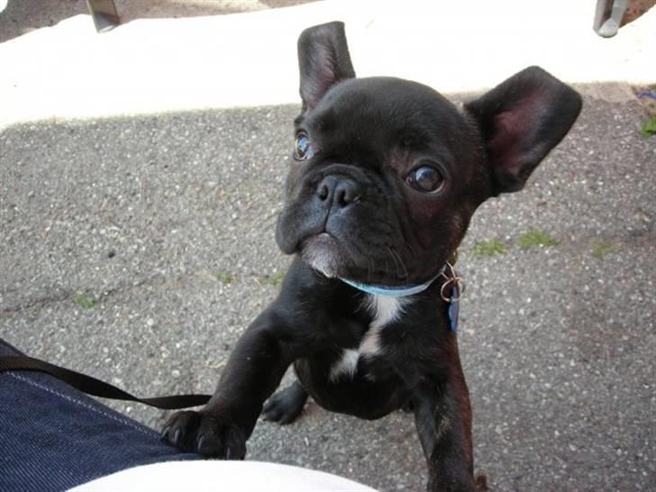 Fransk bulldog Albert *RIP* - Fra før mine små øre rettede sig helt ud :-) billede 2
