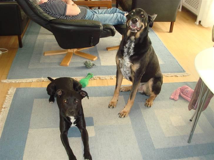 Blanding af racer Baloo billede 9