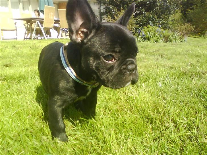 Fransk bulldog Albert *RIP* billede 3