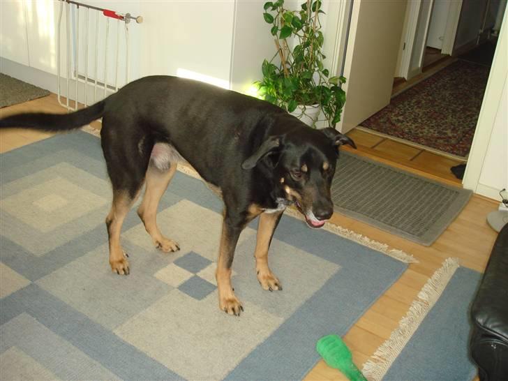 Blanding af racer Baloo billede 10