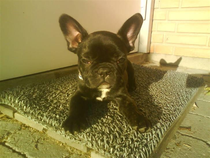 Fransk bulldog Albert *RIP* billede 4