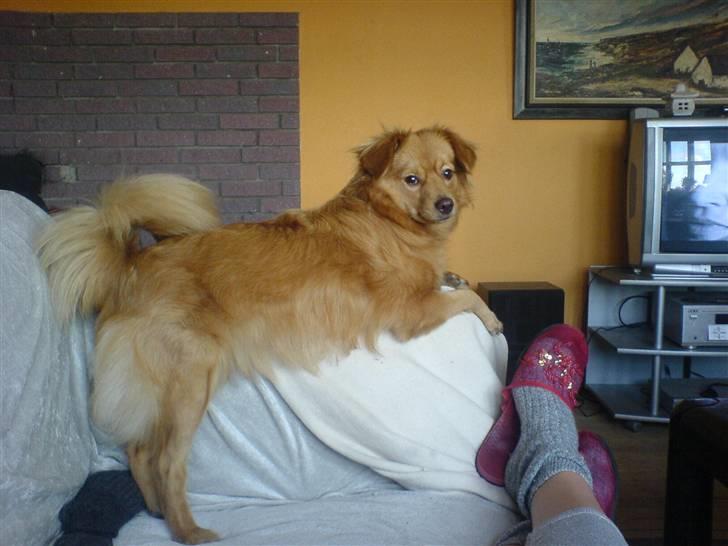 Blanding af racer soffie billede 6