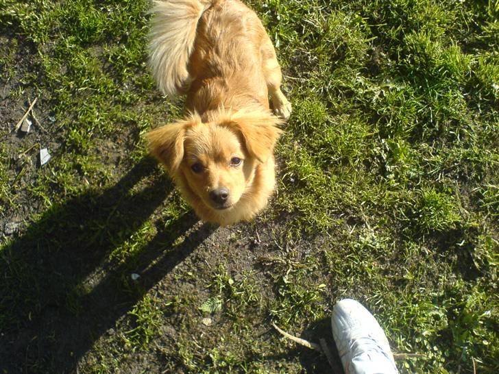 Blanding af racer soffie billede 7