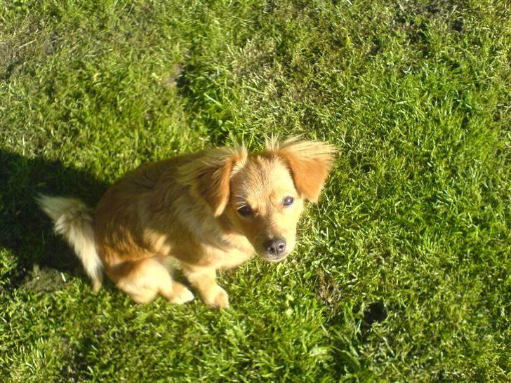 Blanding af racer soffie billede 8