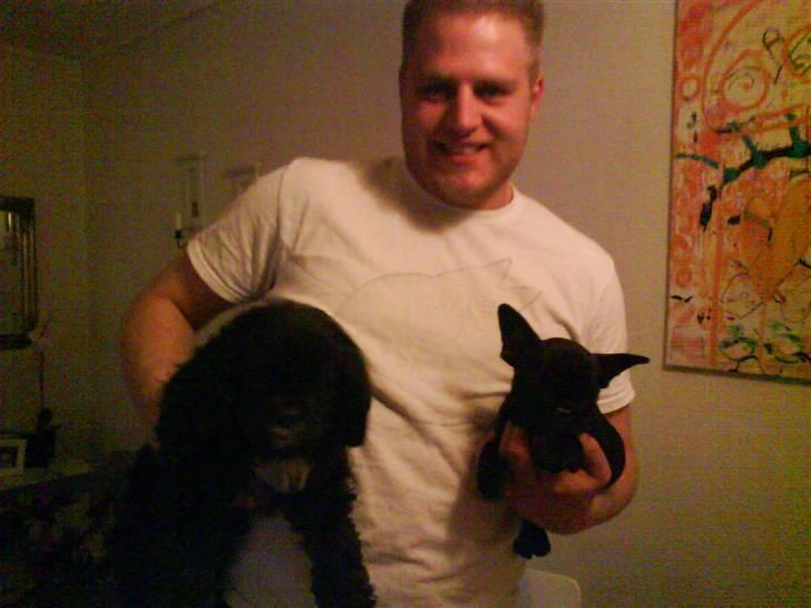 Fransk bulldog Albert *RIP* billede 5