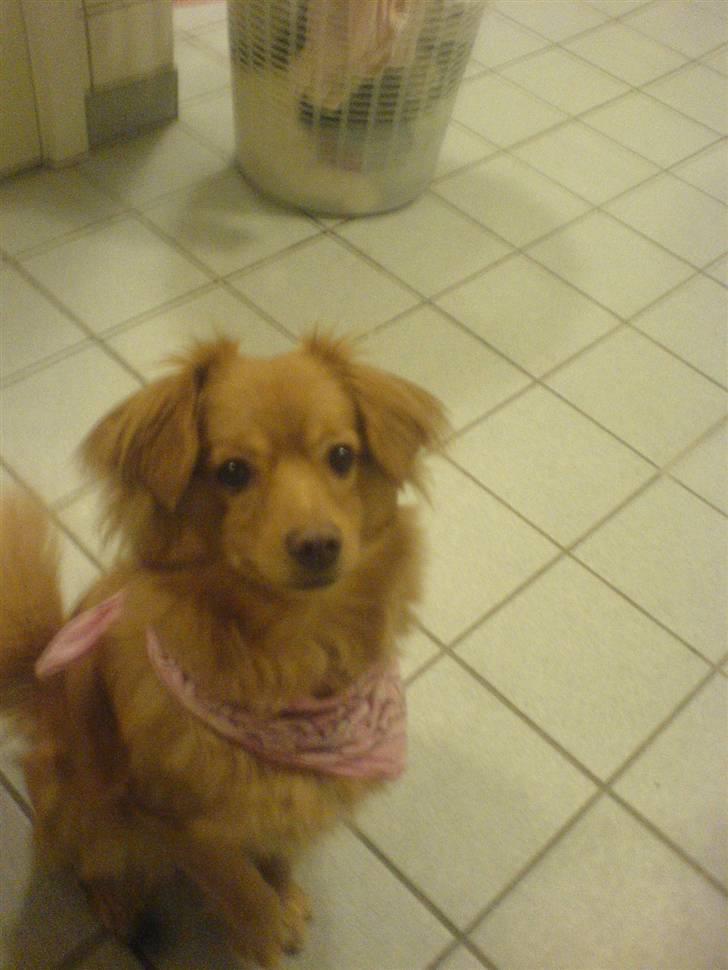 Blanding af racer soffie billede 9