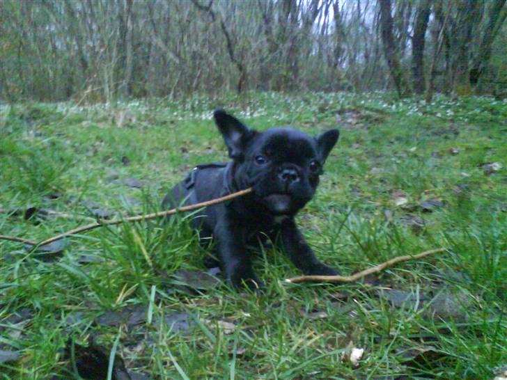 Fransk bulldog Albert *RIP* billede 6