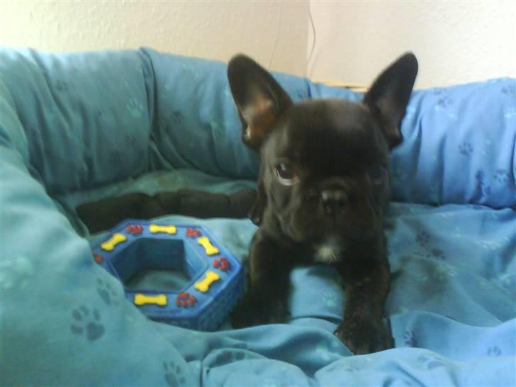 Fransk bulldog Albert *RIP* billede 7