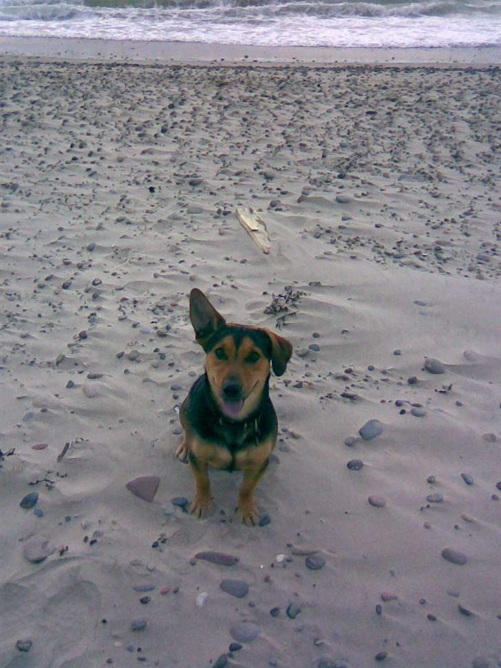 Blanding af racer Sofus - Puha det blæser billede 5