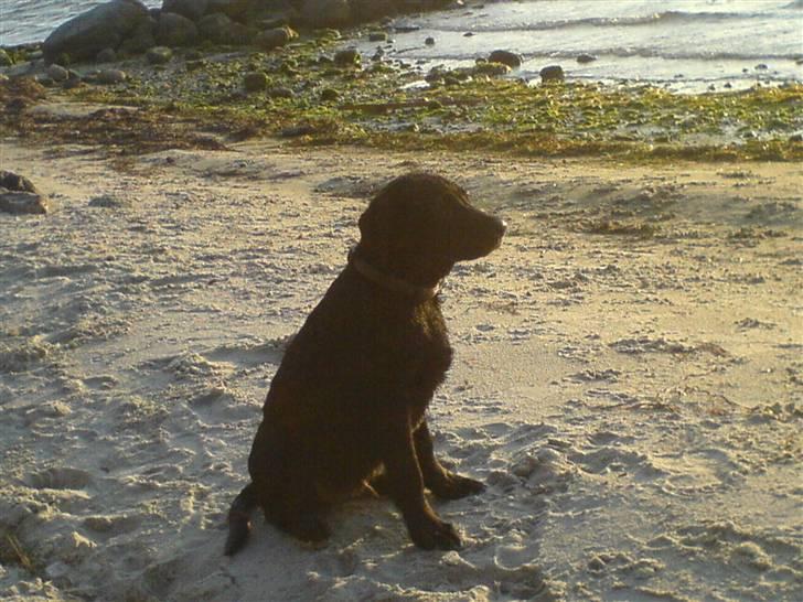 Labrador retriever Bølle - Bølle på stranden med Mor og Marlene. billede 10