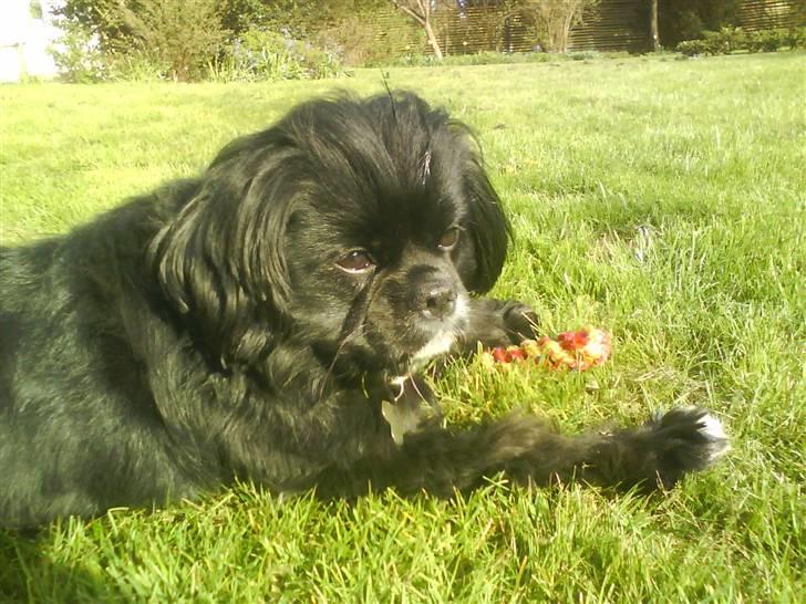 Blanding af racer "Simba" billede 18