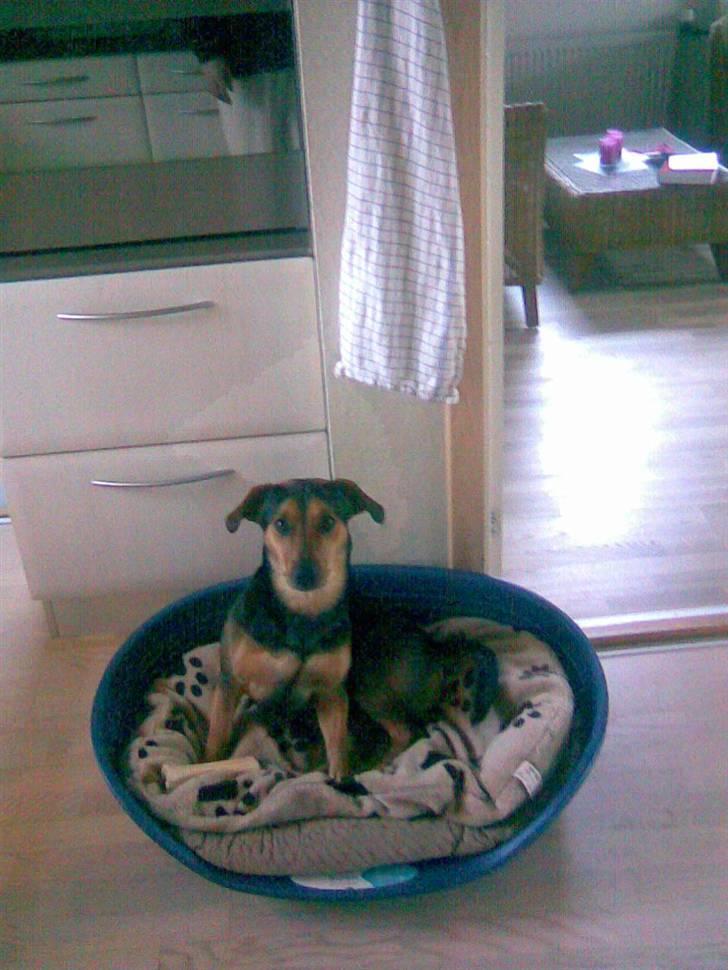 Blanding af racer Sofus billede 6