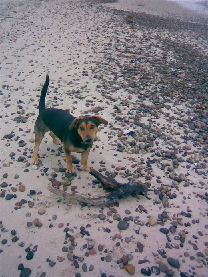 Blanding af racer Sofus billede 7