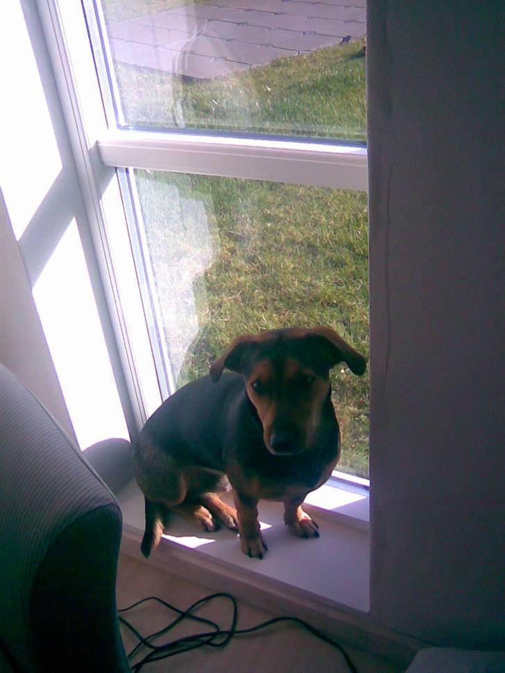 Blanding af racer Sofus billede 8