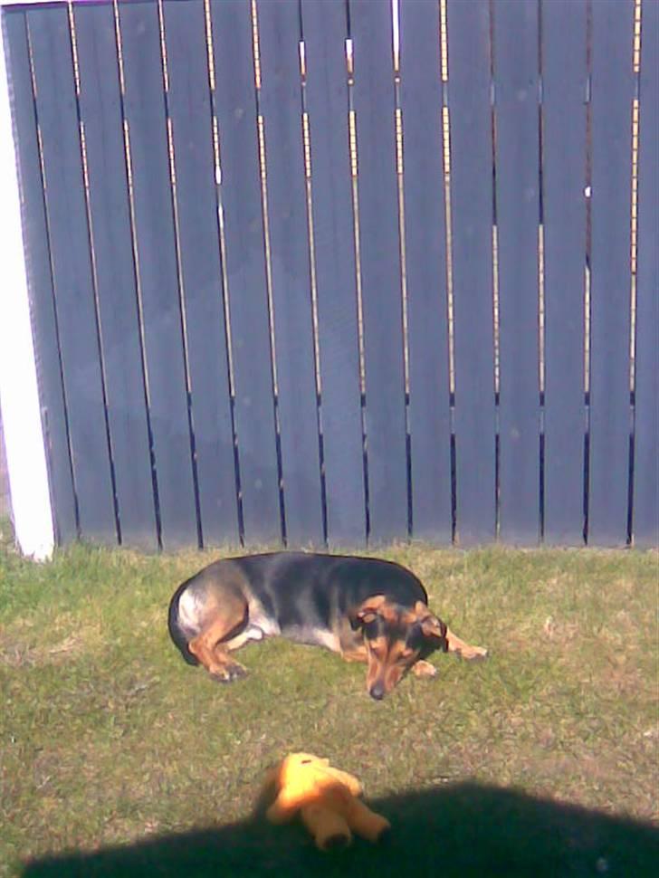 Blanding af racer Sofus - Lige i solen billede 9