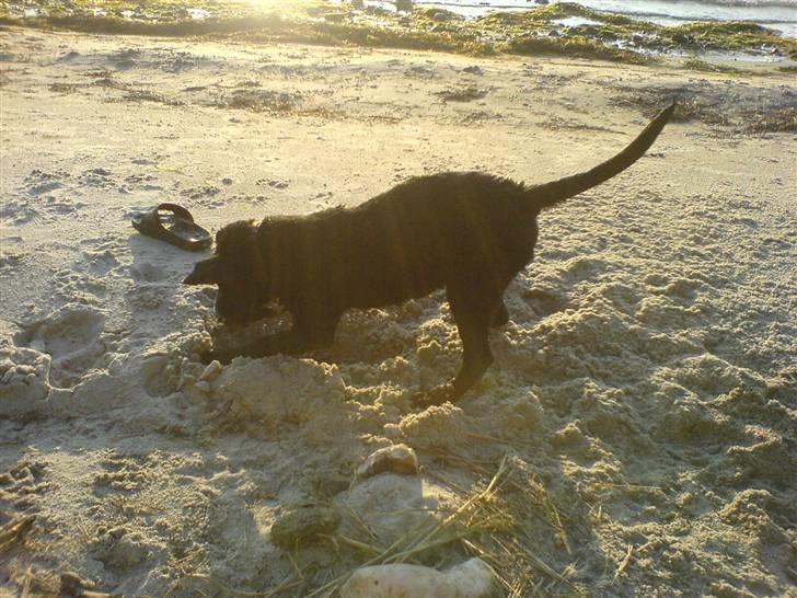 Labrador retriever Bølle - Bølle ved stranden. Han elsker at grave. billede 14