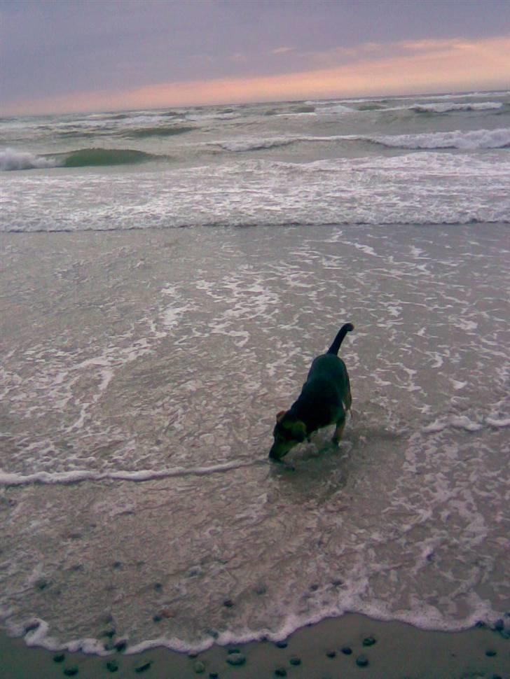 Blanding af racer Sofus - En rigtig vandhund billede 10