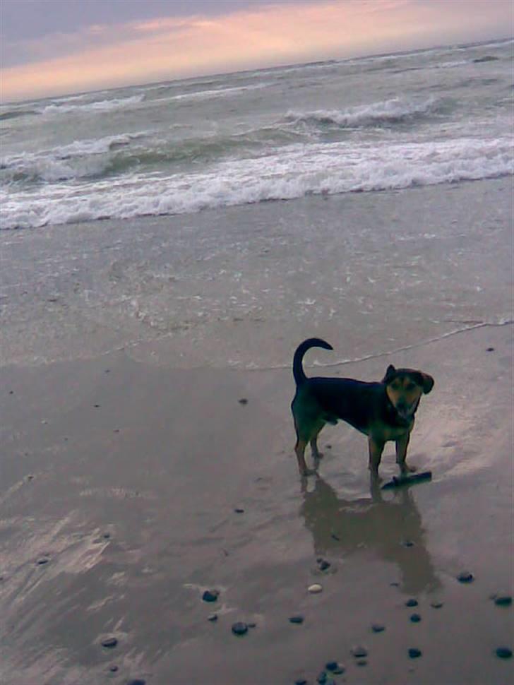 Blanding af racer Sofus - Jeg har pinden, kaster du ikke igen billede 11