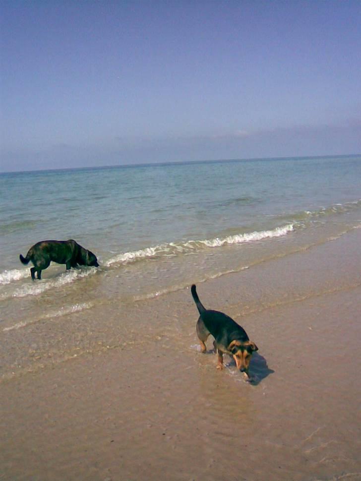 Blanding af racer Sofus - Sofus og Oscar på stranden billede 12