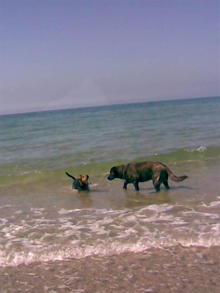 Blanding af racer Sofus billede 13