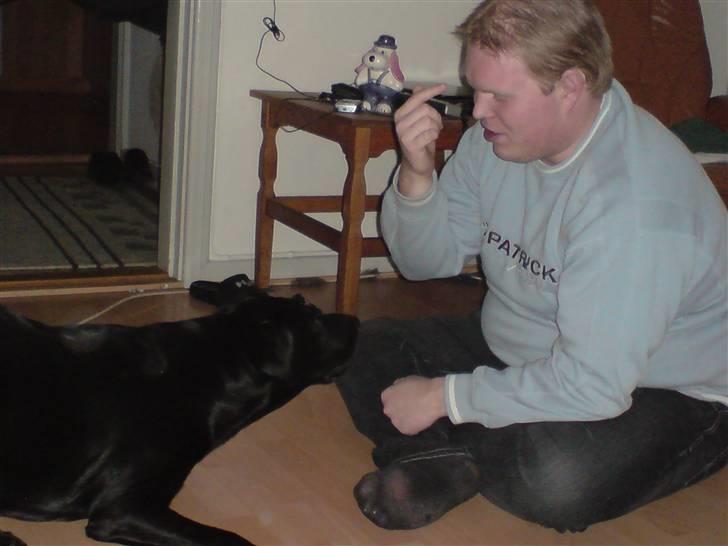 Labrador retriever Bølle - Far og Bølle der træner.  billede 18