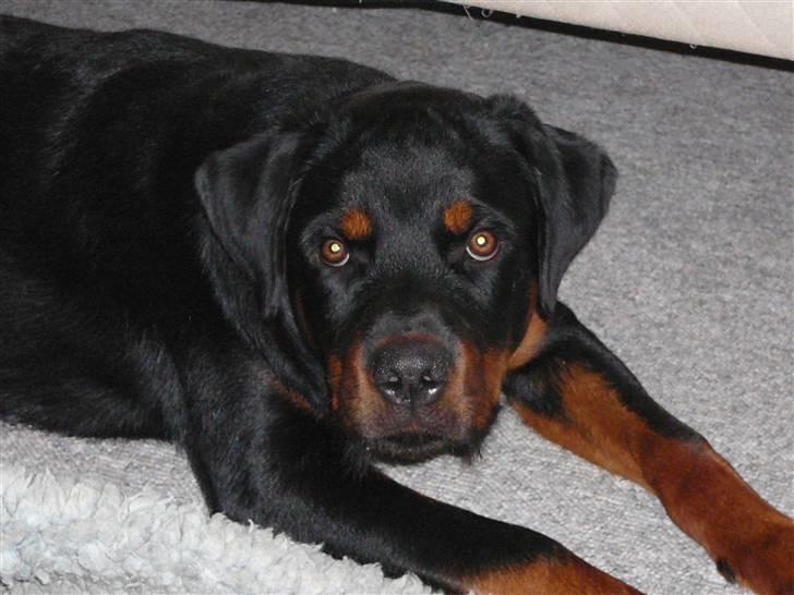 Rottweiler house of chaiyos basse    *RIP 2009* - Ikk flere billeder billede 7