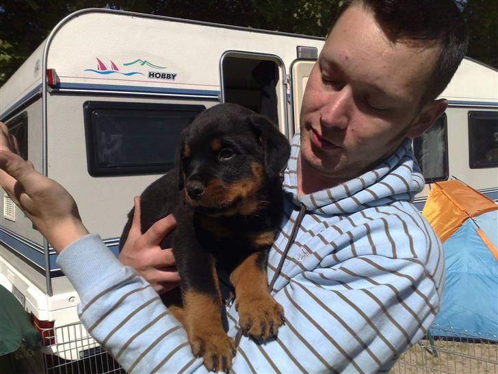 Rottweiler house of chaiyos basse    *RIP 2009* - Friske billeder fra idag d. 18/5-2008 billede 8