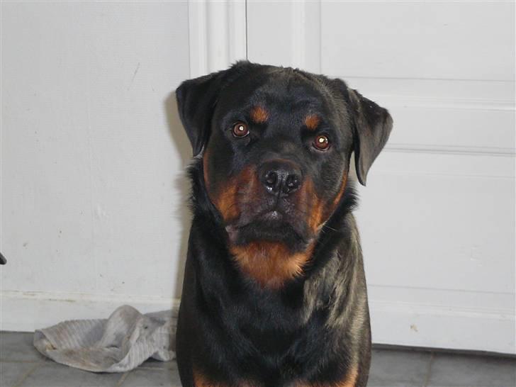 Rottweiler house of chaiyos basse    *RIP 2009* - Bill fra 25/3-2009 billede 9