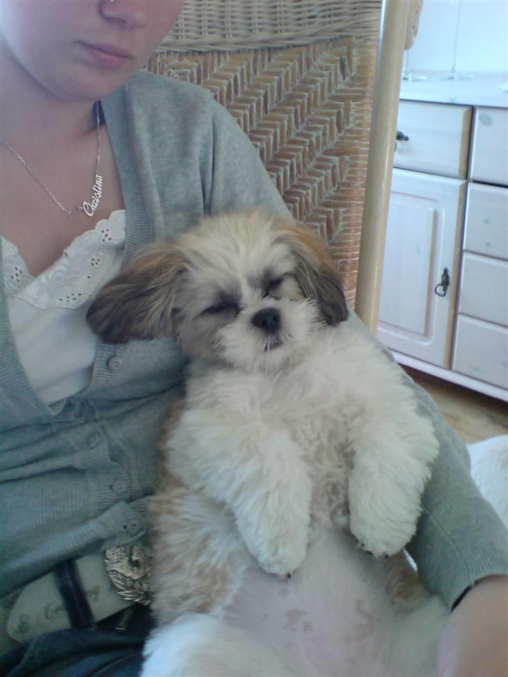 Lhasa apso Fillipa - Ligger og sover hos moster (: billede 12