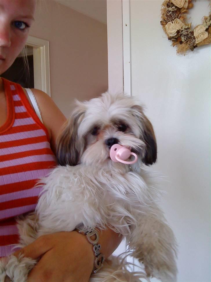 Lhasa apso Fillipa - Jeg elsker min sut (: billede 14
