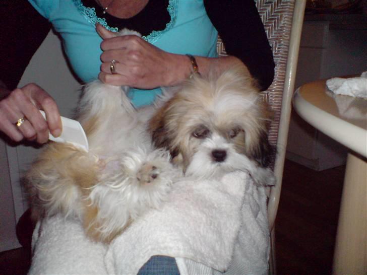 Lhasa apso Fillipa - Av mormor! Jeg hader at blive redt .  billede 15