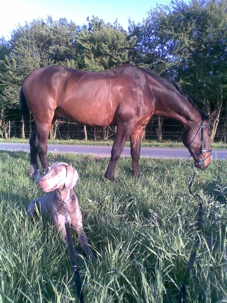 Weimaraner Nordgaardens Naia-Biancha <3 R.I.P - jeg holder øje mens du spiser :) billede 15