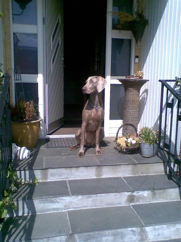 Weimaraner Nordgaardens Naia-Biancha <3 R.I.P - vagt hunden Biancha...=) billede 16