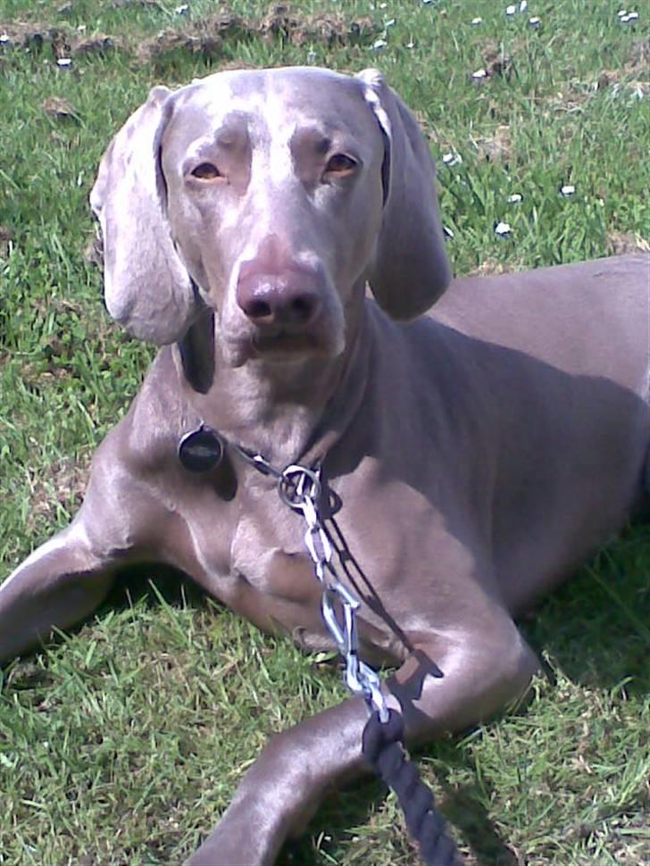 Weimaraner Nordgaardens Naia-Biancha <3 R.I.P billede 17