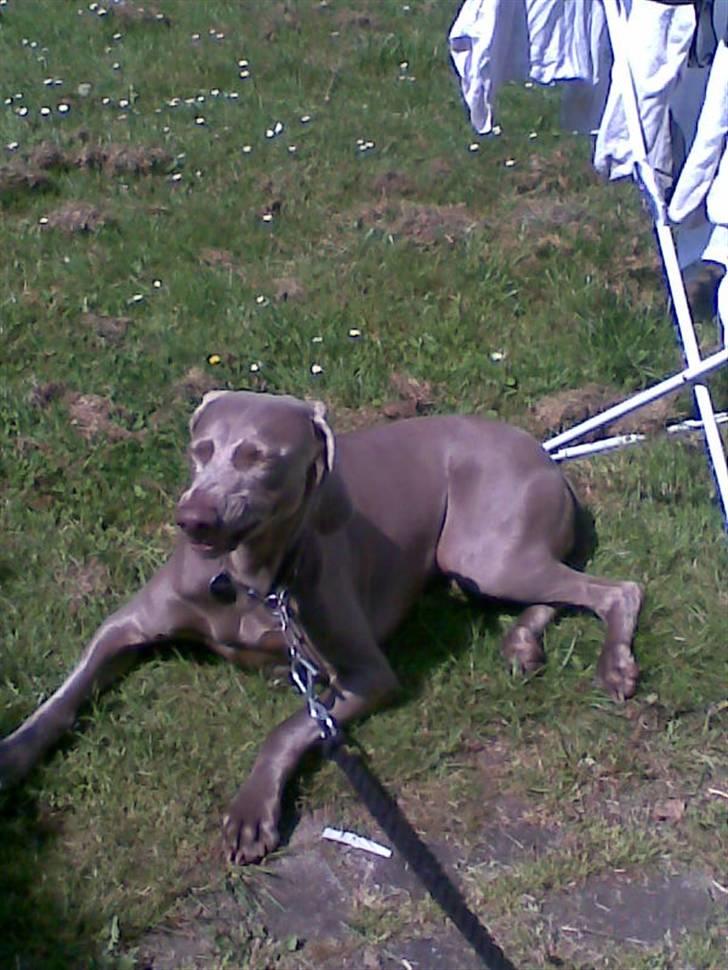 Weimaraner Nordgaardens Naia-Biancha <3 R.I.P - øv der er noget i næsen.... =) billede 18