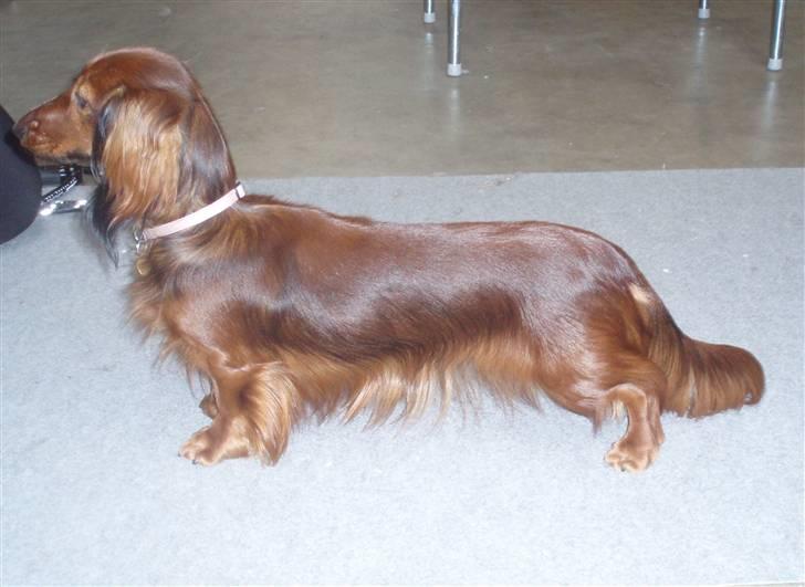 Dværggravhund Ida - 15. februar 2009: Nu er jeg 1 år billede 19