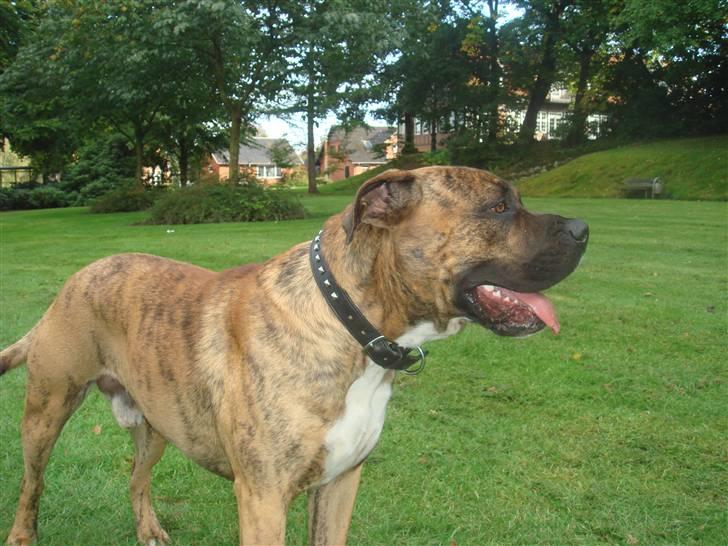 Blanding af racer Gangster billede 20