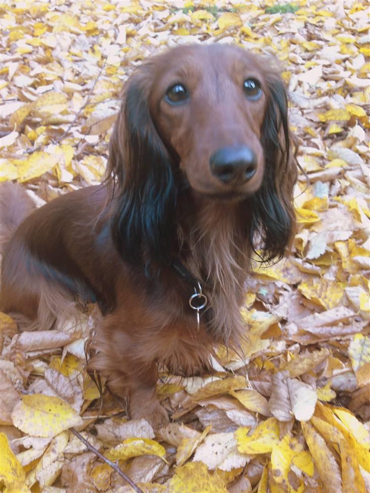 Dværggravhund Ida - 11. oktober 2009: En dejlig tur i skoven :) billede 20