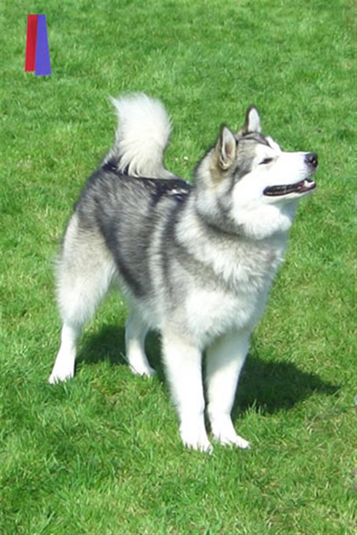 Alaskan malamute Ahea - Her har jeg lige vundet udstillingen for Juniorklassen i Hillerød billede 1